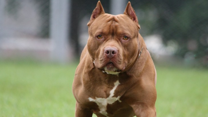 Intentó separar a sus pitbulls y murió por una grave pérdida de sangre