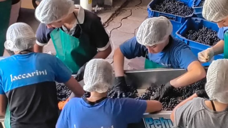 Alumnos de la Iaccarini cosechan Syrah con el que elaboran su premiado vino