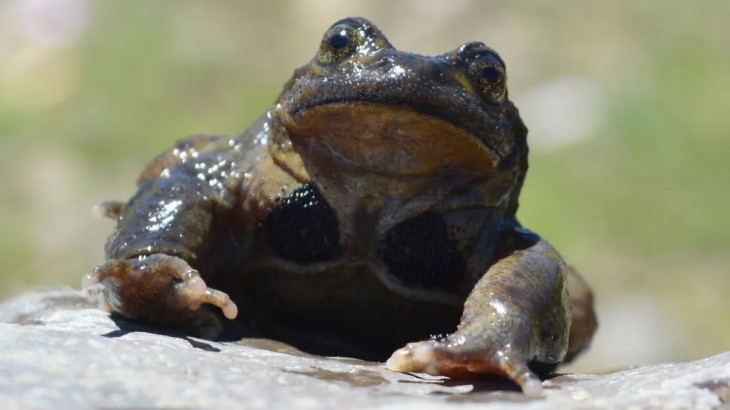Mendoza fortalece la protección de dos especies emblemáticas: el piche y la ranita del Pehuenche