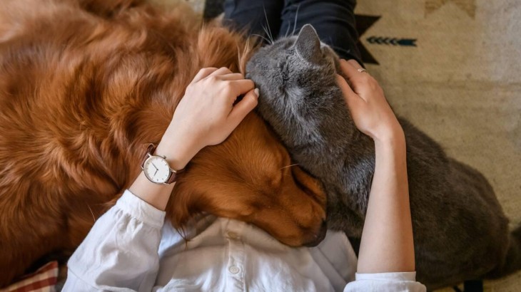 Día del Animal en Argentina: ¿por qué se celebra el 29 de abril?